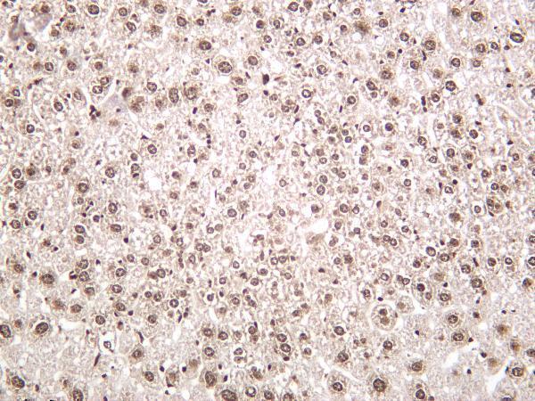 m16595 1 histone h2b primary antibodies ihc testing 3