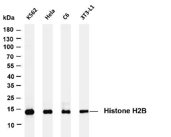 m16595 1 histone h2b primary antibodies wb testing 1
