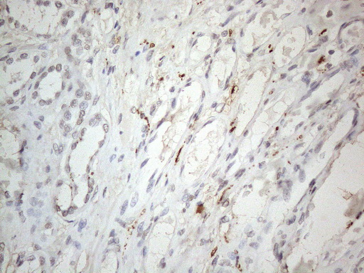 m16595 anti h2bc1 mouse monoclonal antibody clone id oti1c9 ihc testing 2