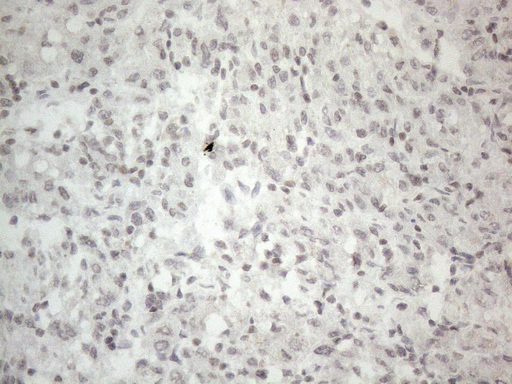 m16595 anti h2bc1 mouse monoclonal antibody clone id oti1c9 ihc testing 3