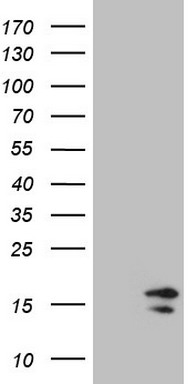 m16595 anti h2bc1 mouse monoclonal antibody clone id oti1c9 wb testing 1