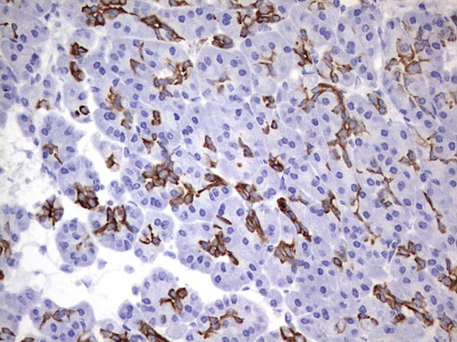 Immunohistochemical staining of paraffin-embedded Human pancreas tissue within the normal limits using anti-ENKUR mouse monoclonal antibody