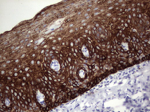 m16600 1 anti c10orf63 enkur mouse monoclonal antibody clone id oti6c10 ihc testing 9