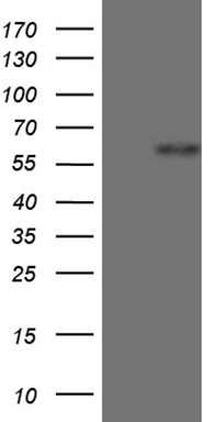 m16628 anti znf181 mouse monoclonal antibody clone id oti1e4 wb testing 1