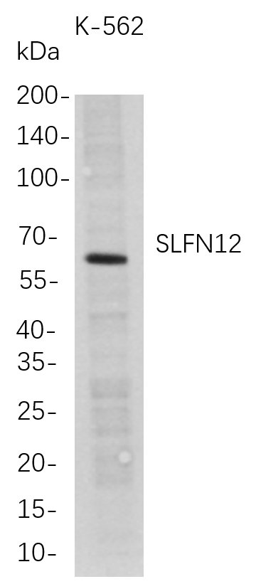 Western Blot analysis of K-562 whole cell lysates were separated by 4-20% SDS-PAGE, and the membrane was blotted with anti-SLFN12 rabbit mAb