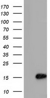 HEK293T cells were transfected with the pCMV6-ENTRY control (Left lane) or pCMV6-ENTRY C15orf40 (Right lane) cDNA for 48 hrs and lysed