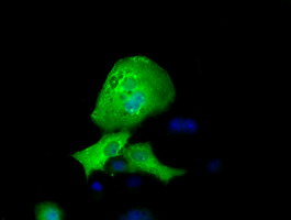 Anti-RFPL1 mouse monoclonal antibody (M16730) immunofluorescent staining of COS7 cells transiently transfected by pCMV6-ENTRY RFPL1