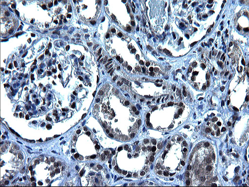 m16734 anti zfand3 mouse monoclonal antibody clone id oti1h10 ihc testing 10