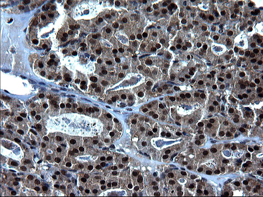 m16734 anti zfand3 mouse monoclonal antibody clone id oti1h10 ihc testing 4