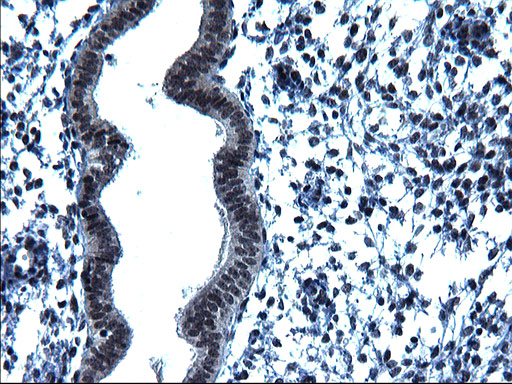m16734 anti zfand3 mouse monoclonal antibody clone id oti1h10 ihc testing 5
