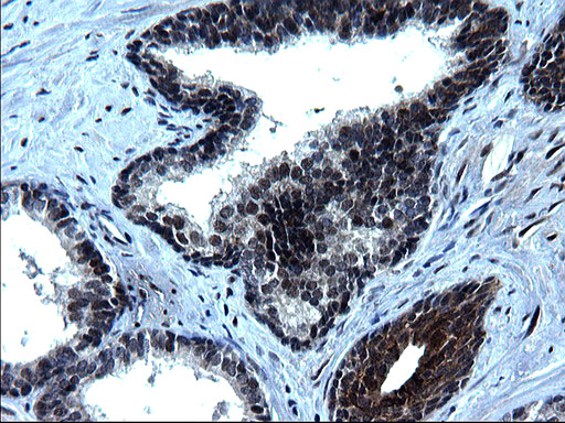 m16734 anti zfand3 mouse monoclonal antibody clone id oti1h10 ihc testing 6
