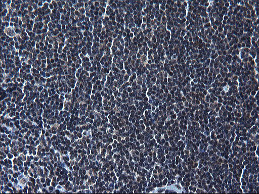m16734 anti zfand3 mouse monoclonal antibody clone id oti1h10 ihc testing 8