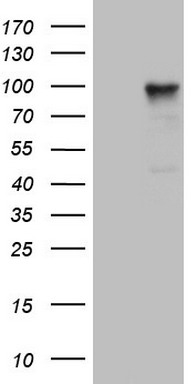 HEK293T cells were transfected with the pCMV6-ENTRY control (Left lane) or pCMV6-ENTRY PCDHGC5 (Right lane) cDNA for 48 hrs and lysed. Equivalent amounts of cell lysates (5 ug per lane) were separated by SDS-PAGE and immunoblotted with anti-PCDHGC5 (1:2000).