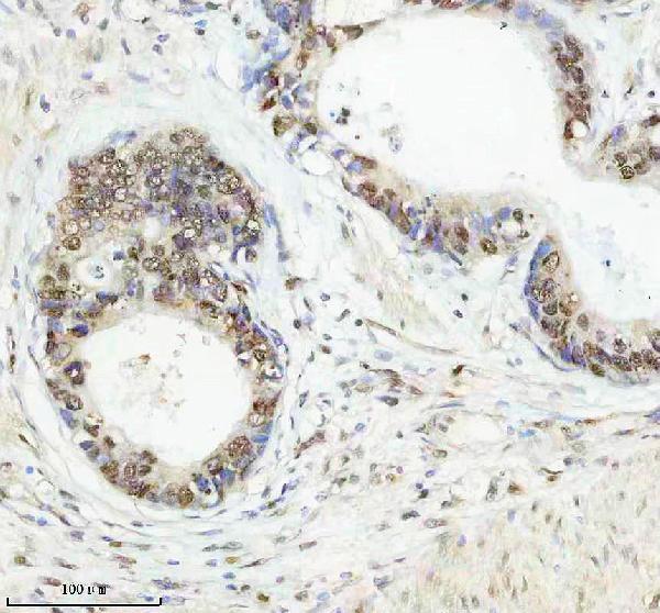 m16777 2 histone_h2a 2 primary antibodies ihc testing 1