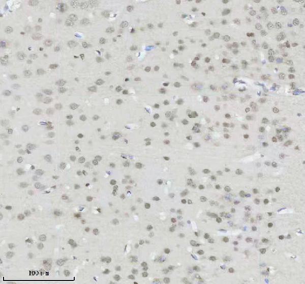 m16777 2 histone_h2a 2 primary antibodies ihc testing 10