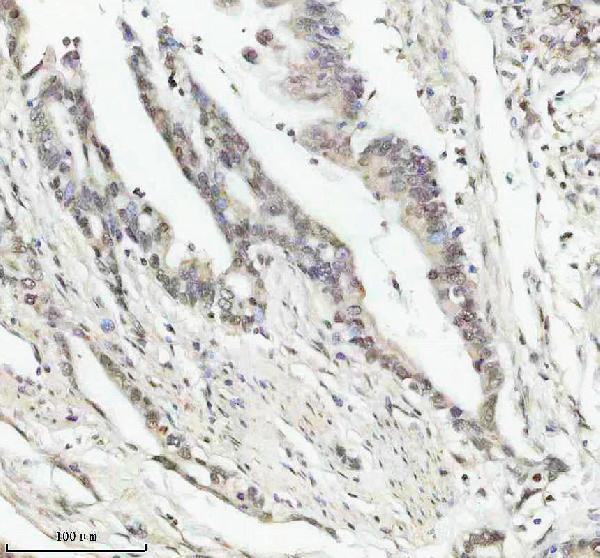 m16777 2 histone_h2a 2 primary antibodies ihc testing 2