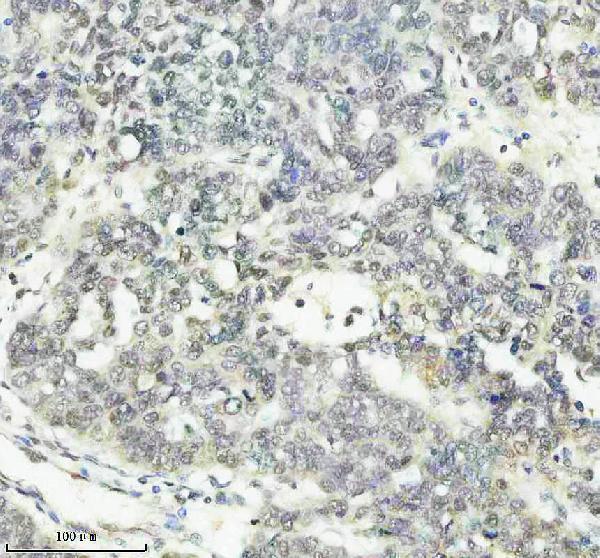 m16777 2 histone_h2a 2 primary antibodies ihc testing 3