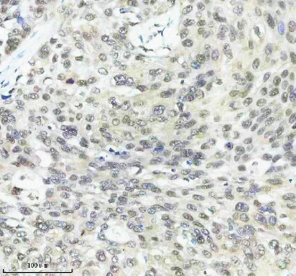 m16777 2 histone_h2a 2 primary antibodies ihc testing 4