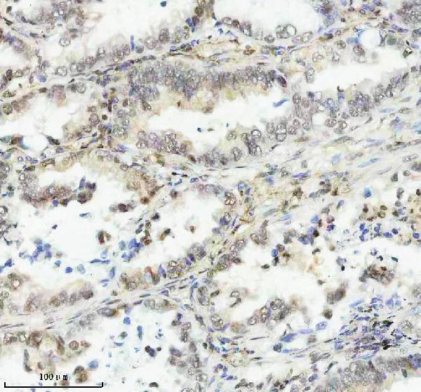m16777 2 histone_h2a 2 primary antibodies ihc testing 5