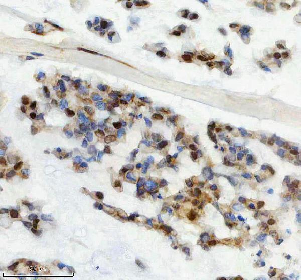 m16777 2 histone_h2a 2 primary antibodies ihc testing 6