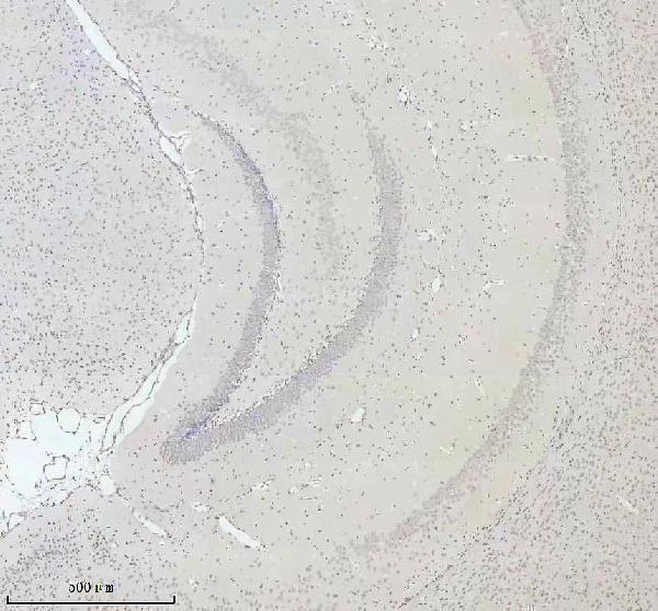 m16777 2 histone_h2a 2 primary antibodies ihc testing 7