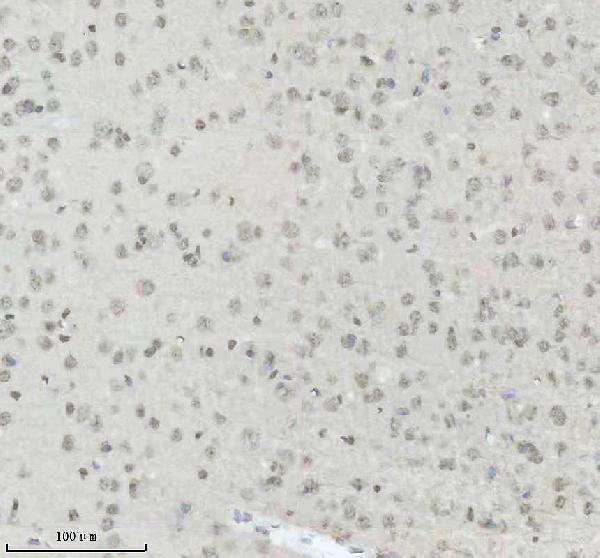 m16777 2 histone_h2a 2 primary antibodies ihc testing 8