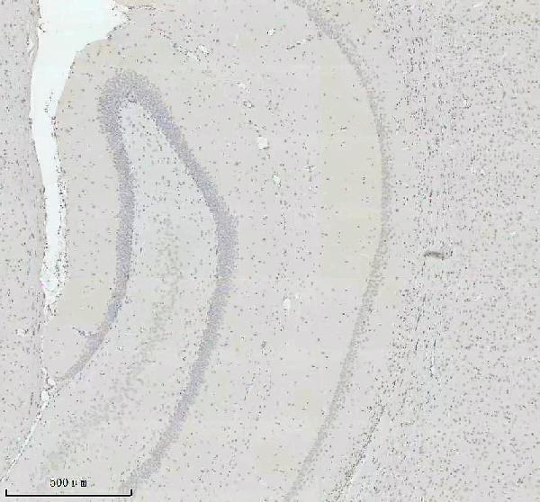 m16777 2 histone_h2a 2 primary antibodies ihc testing 9