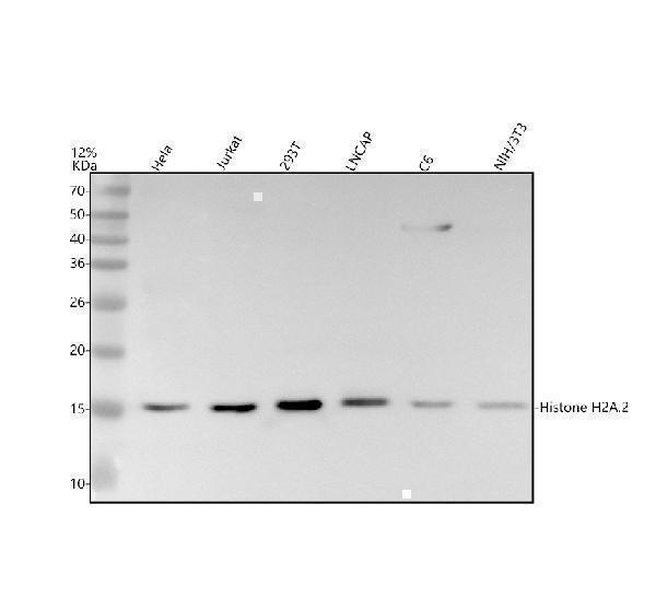 m16777 2 histone_h2a 2 primary antibodies wb testing 1