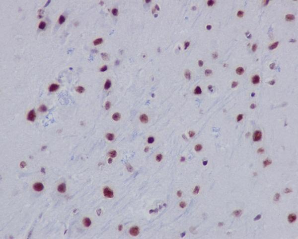 m16777 3 ihc
