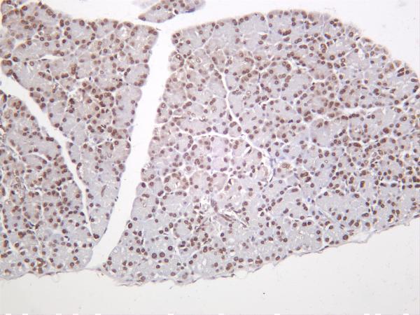 m16777 6 hist1h2ab primary antibodies ihc testing 2