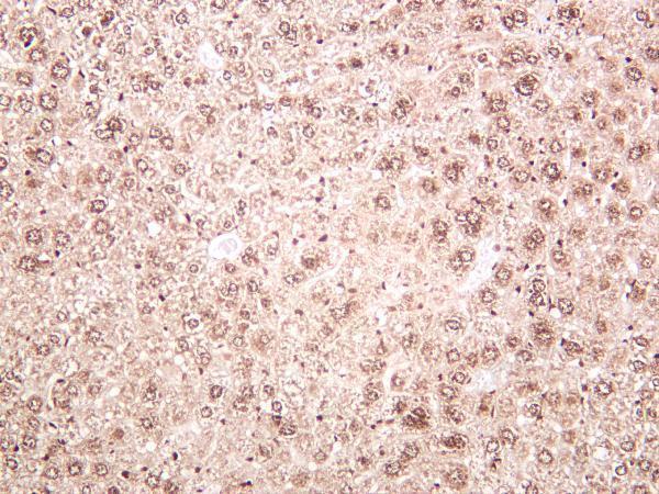 m16777 6 hist1h2ab primary antibodies ihc testing 3
