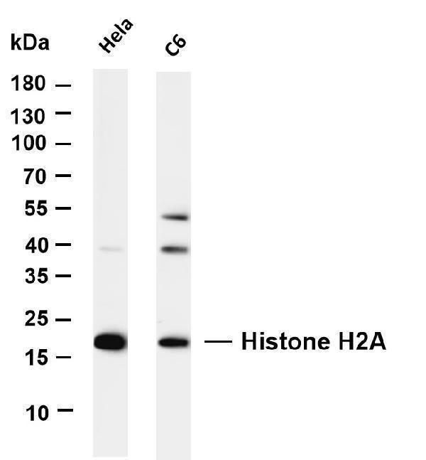m16777 6 hist1h2ab primary antibodies wb testing 1
