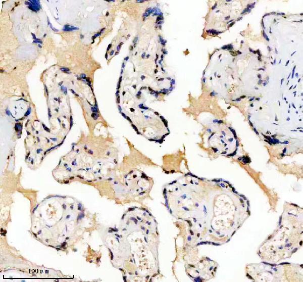 m16777 h2az1 primary antibodies ihc testing 1