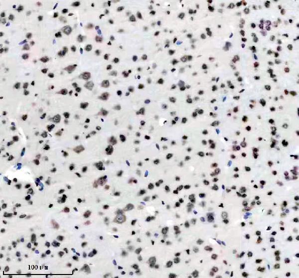 m16777 h2az1 primary antibodies ihc testing 10