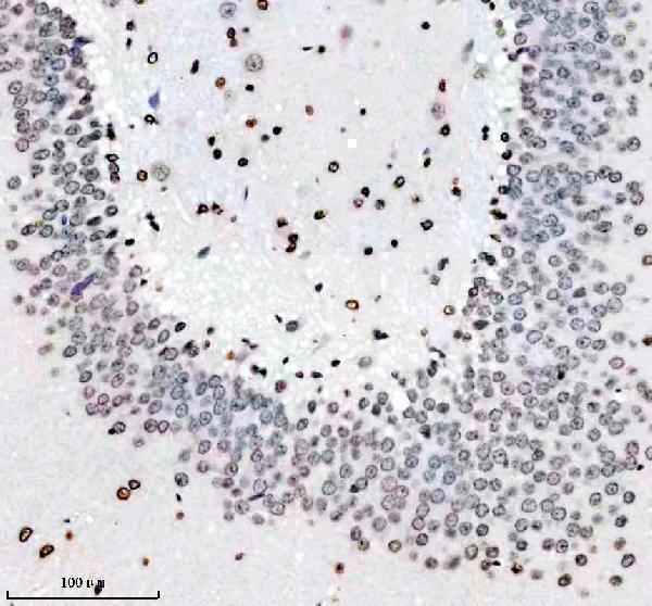 m16777 h2az1 primary antibodies ihc testing 11