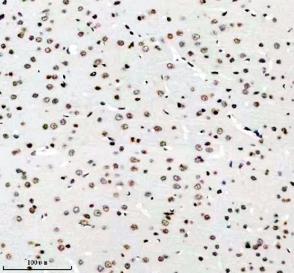 m16777 h2az1 primary antibodies ihc testing 12