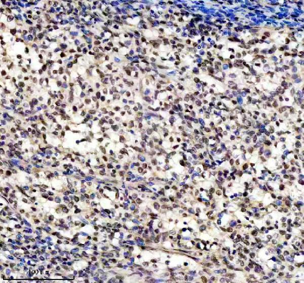 m16777 h2az1 primary antibodies ihc testing 2