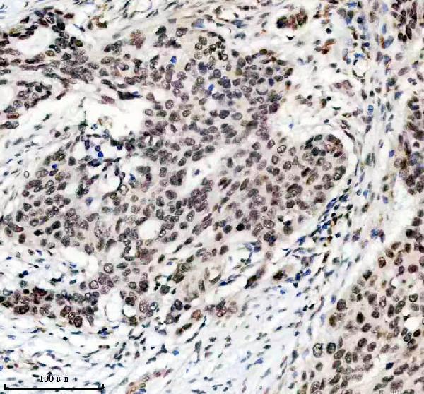 m16777 h2az1 primary antibodies ihc testing 3