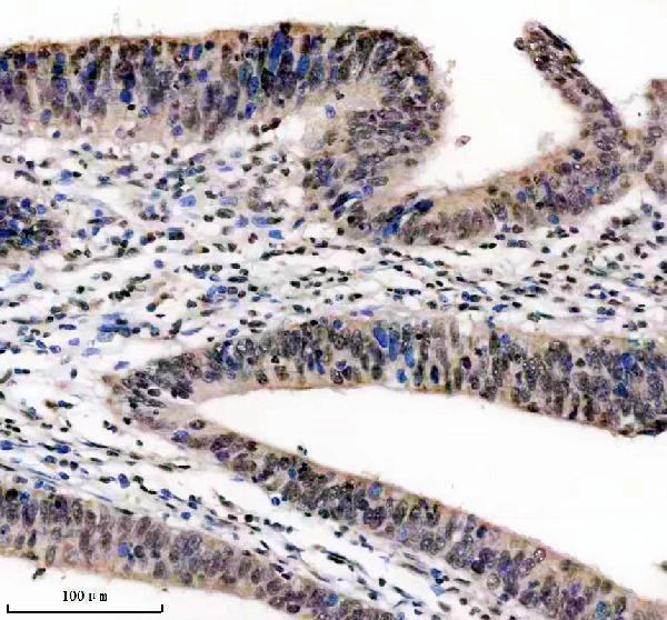 m16777 h2az1 primary antibodies ihc testing 4