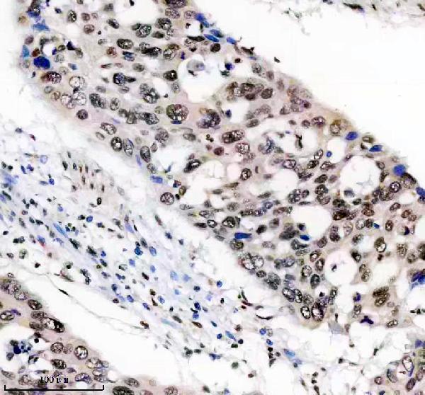 m16777 h2az1 primary antibodies ihc testing 5