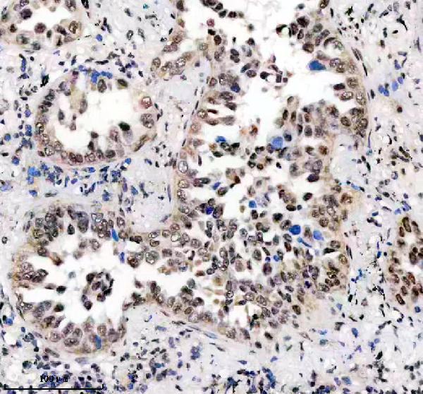 m16777 h2az1 primary antibodies ihc testing 6