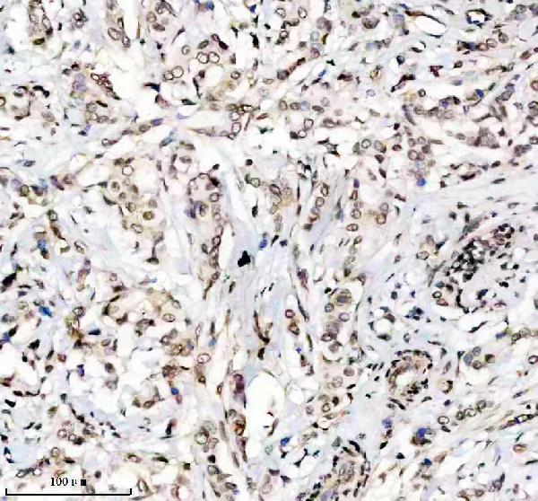 m16777 h2az1 primary antibodies ihc testing 7