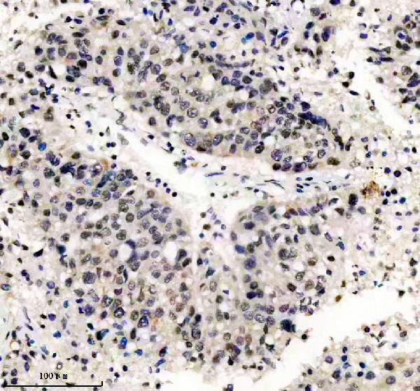 m16777 h2az1 primary antibodies ihc testing 8