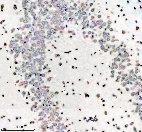 m16777 h2az1 primary antibodies ihc testing 9