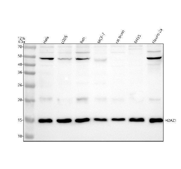 m16777 h2az1 primary antibodies wb testing 1