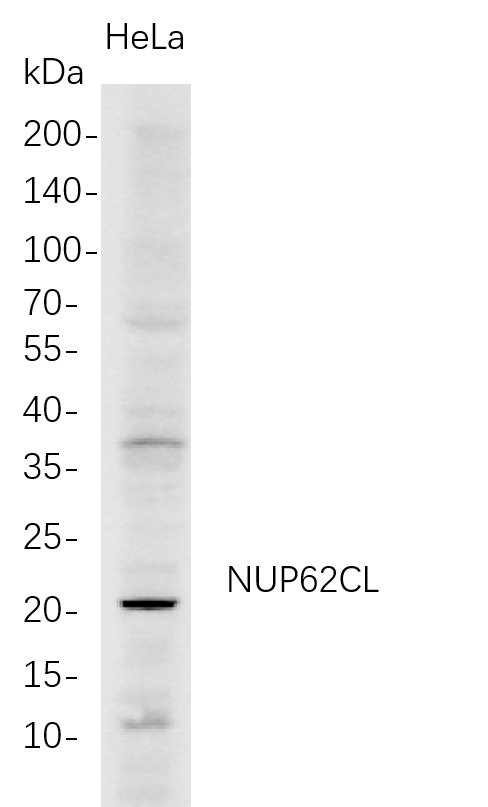 Western Blot analysis of HeLa whole cell lysates were separated by 4-20% SDS-PAGE, and the membrane was blotted with anti-NUP62CL rabbit mAb