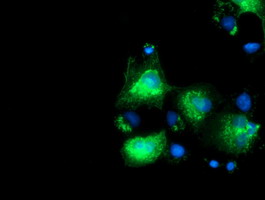 m16928 anti slfnl1 mouse monoclonal antibody clone id oti4e5 if testing 3