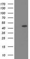 m16928 anti slfnl1 mouse monoclonal antibody clone id oti4e5 wb testing 1