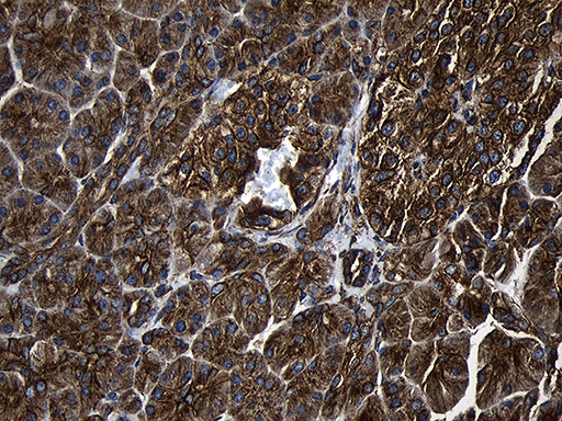 Immunohistochemical staining of paraffin-embedded Human pancreas tissue within the normal limits using anti-RNASE11 mouse monoclonal antibody. (Heat-induced epitope retrieval by 1mM EDTA in 10mM Tris buffer (pH8.5) at 120°C for 3min