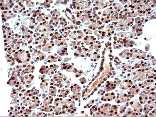 Immunohistochemical staining of paraffin-embedded Human pancreas tissue within the normal limits using anti-POLR3GL mouse monoclonal antibody